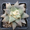 Ariocarpus retusus furfuraceus