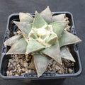 Ariocarpus retusus furfuraceus