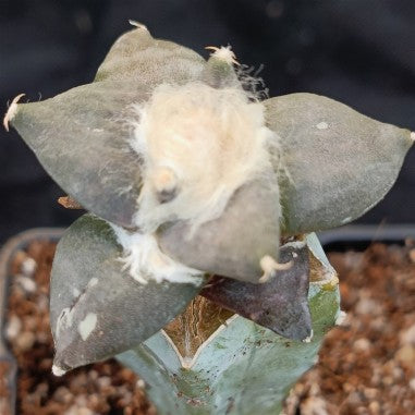 Ariocarpus retusus scaparostroides   INJERTADO
