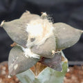 Ariocarpus retusus scaparostroides   INJERTADO