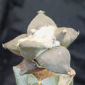 Ariocarpus retusus scaparostroides   INJERTADO