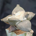Ariocarpus retusus scaparostroides   INJERTADO