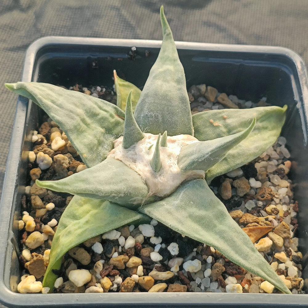 Ariocarpus retusus v confusus