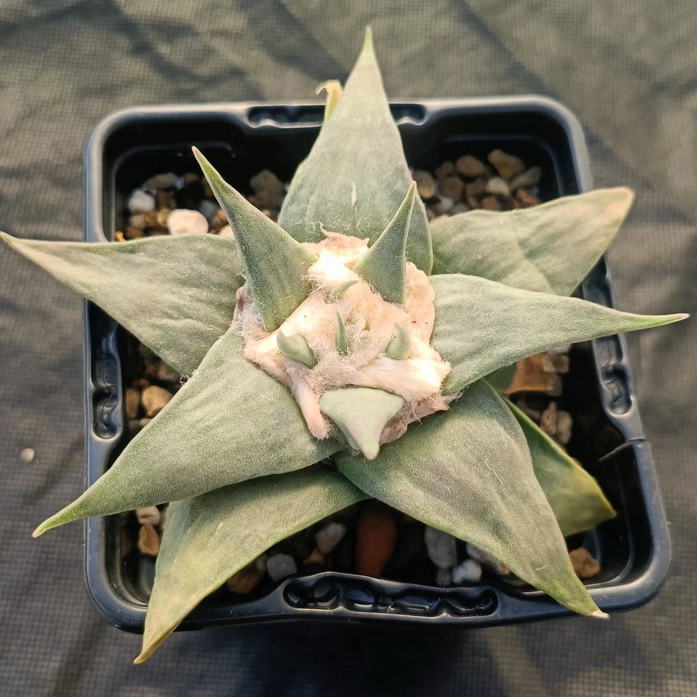 Ariocarpus retusus v confusus