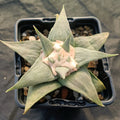 Ariocarpus retusus v confusus