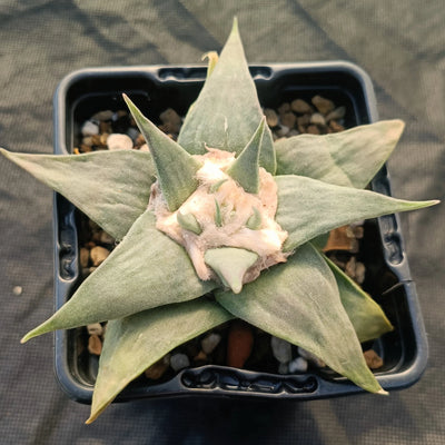 Ariocarpus retusus v confusus