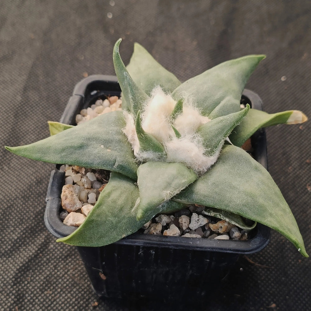 Ariocarpus retusus v confusus