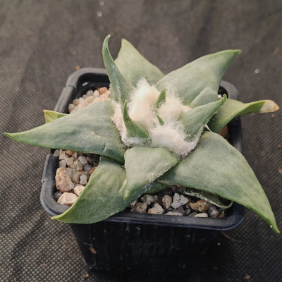 Ariocarpus retusus v confusus