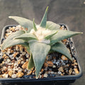 Ariocarpus retusus v confusus