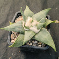 Ariocarpus retusus v confusus