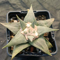 Ariocarpus retusus v confusus