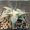 Ariocarpus retusus v confusus
