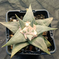 Ariocarpus retusus v confusus