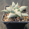 Ariocarpus retusus v furfuraceus