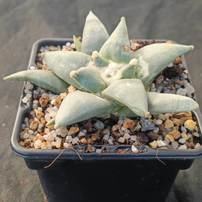 Ariocarpus retusus v furfuraceus