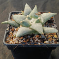 Ariocarpus retusus v furfuraceus
