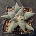 Ariocarpus retusus v furfuraceus