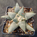 Ariocarpus retusus v furfuraceus