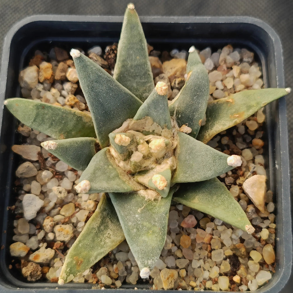 Ariocarpus retusus v pectinatus