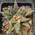 Ariocarpus retusus v pectinatus