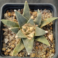 Ariocarpus retusus v pectinatus
