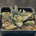 Ariocarpus retusus v pectinatus