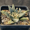 Ariocarpus retusus v pectinatus