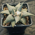 Ariocarpus retusus var confusus