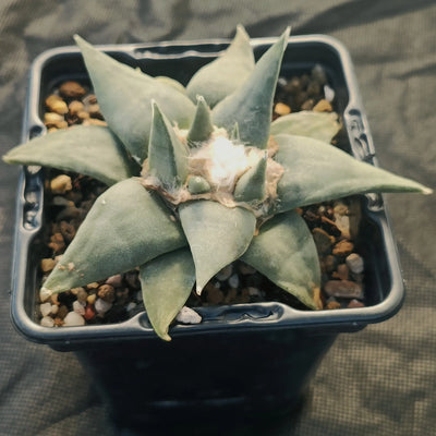 Ariocarpus retusus var confusus