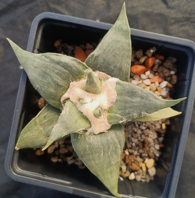 Ariocarpus retusus var confusus