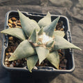 Ariocarpus retusus var confusus