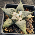 Ariocarpus retusus var confusus