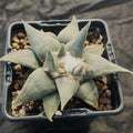 Ariocarpus retusus var confusus
