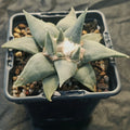Ariocarpus retusus var confusus