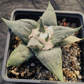Ariocarpus retusus var confusus