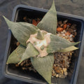 Ariocarpus retusus var confusus