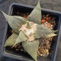 Ariocarpus retusus var confusus