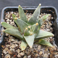 Ariocarpus retusus var. scapharostroides