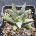 Ariocarpus retusus var scapharostroides