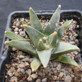 Ariocarpus retusus var scapharostroides