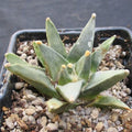 Ariocarpus retusus var scapharostroides