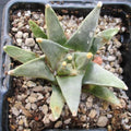 Ariocarpus retusus var scapharostroides