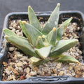 Ariocarpus retusus var scapharostroides