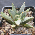 Ariocarpus retusus var scapharostroides