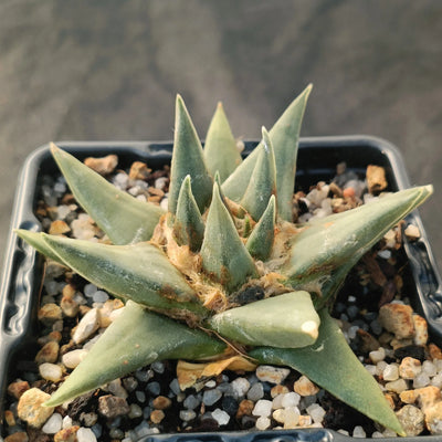 Ariocarpus trigonus