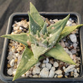 Ariocarpus trigonus