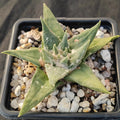 Ariocarpus trigonus