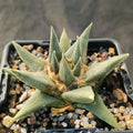 Ariocarpus trigonus