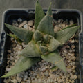 Ariocarpus trigonus