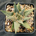 Ariocarpus trigonus